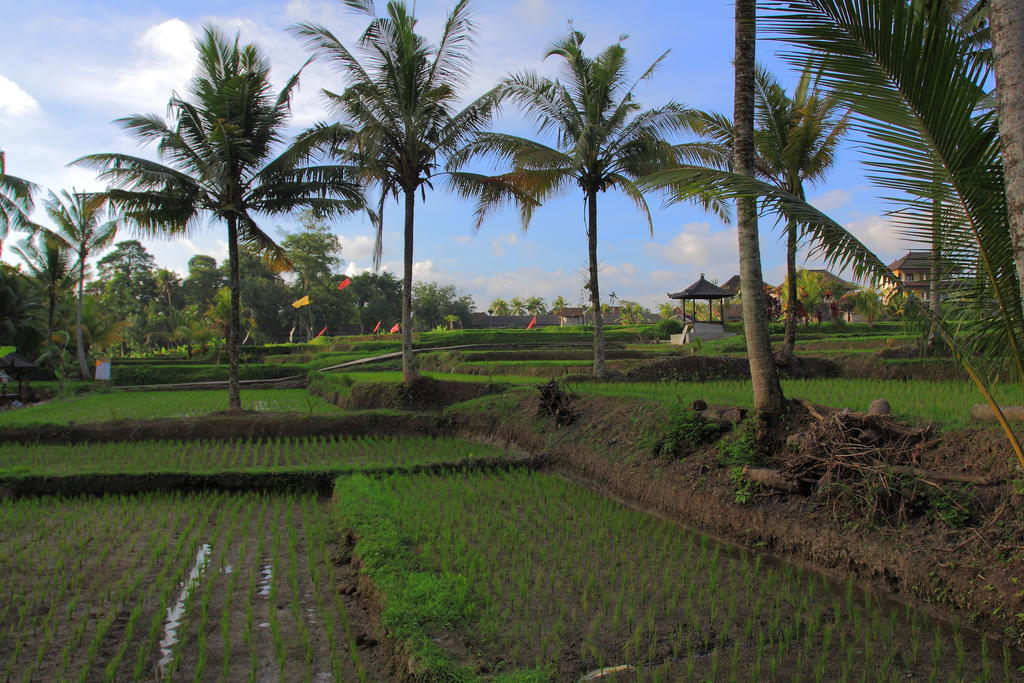 Dewa House Bisma Hotel Ubud  Ngoại thất bức ảnh
